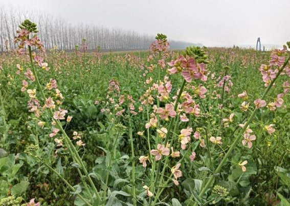 花开花落，岁月如歌