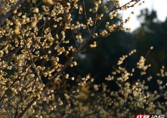 腊梅香约，冬日里的温暖邂逅麻阳长河公园