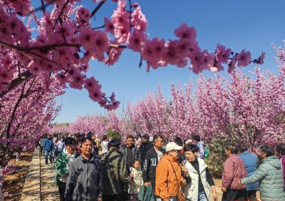 春日百花竞放，淄博镶月湖开启乡村振兴新篇章