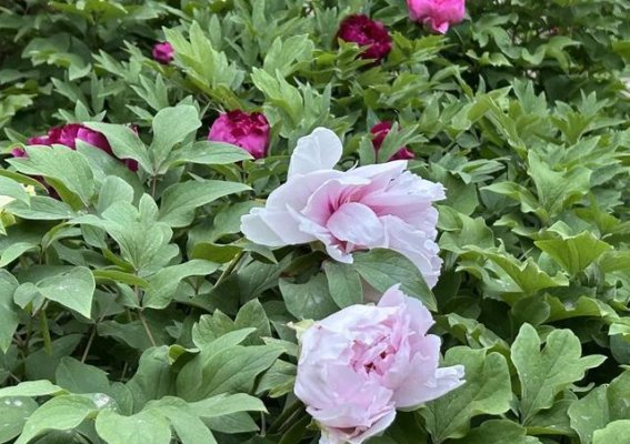 武大牡丹园春意浓，情谊花开