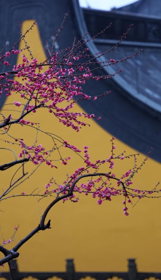 浙江旅游热度持续攀升，清明假期文旅消费再创新高