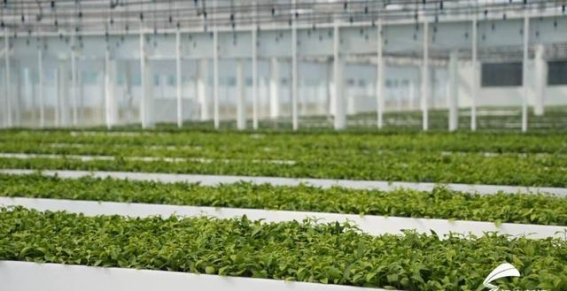 岚山茶文化：女性节日消费新风潮，传统与创新的完美结合