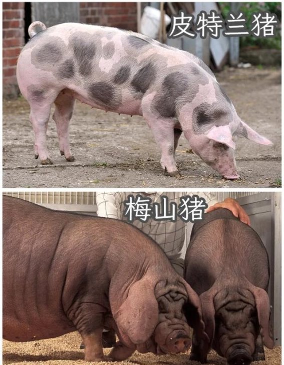 冬日的节庆，温暖与热情的交织