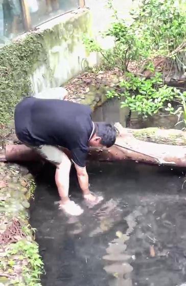 杭州动物园一男子下鳄鱼池捞手机遇鳄鱼靠近，回应：是工作人员