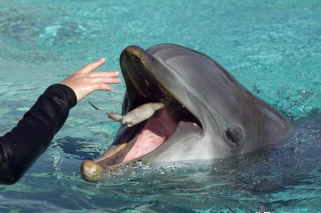 与智慧海豚相共生：保护海洋生态与人与自然的和谐