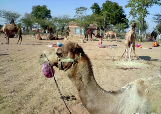 骆驼：沙漠中的生存奇迹