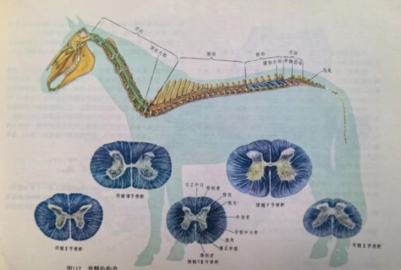 探秘马的奥秘：马体解剖图谱解读