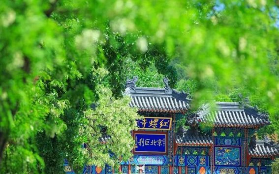 谷雨时节，京味非遗烙绘春日风华