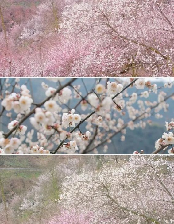 寻找成都市周边的梅花秘境，凤山花海的春日之旅