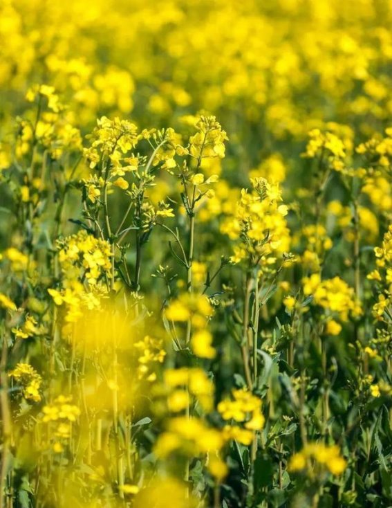 小昆山的春日画卷：油菜花海与文化的完美交织