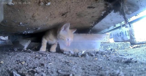 流浪猫的命运：我与一只小奶猫的相遇与努力