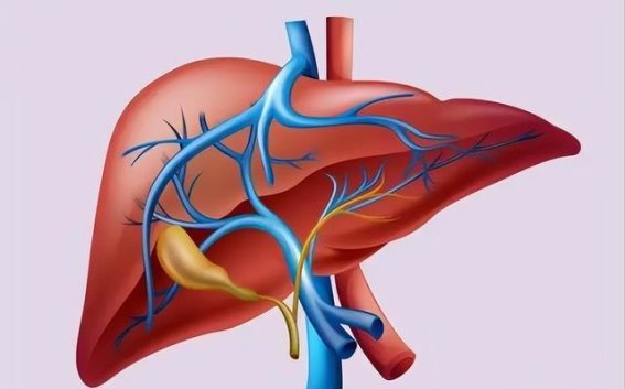 肝肾同调，补肾不单靠药物