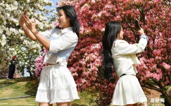 金华婺城区杜鹃花开正盛，春日花海引游客纷至沓来