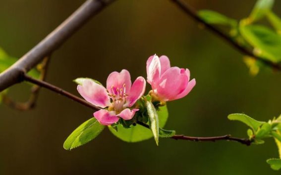 济南千佛山木瓜树迎来绽放季节，温暖春光中的美丽景象