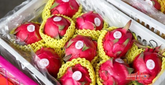 夏季食物隐患！福州男子误食苦葫芦瓜中毒险致命