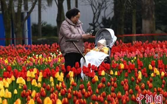 重庆动物园郁金香花海：十万株春花绽放引市民游赏