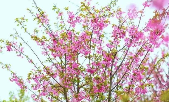 五郎村的春日花海与乡村振兴之路