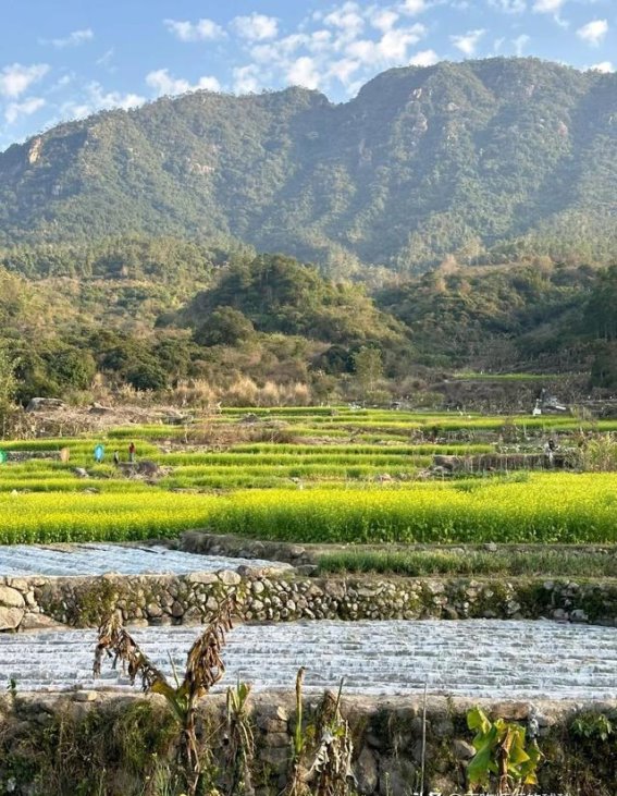 蔗内村油菜花田：踏入金色梦境的田园之旅