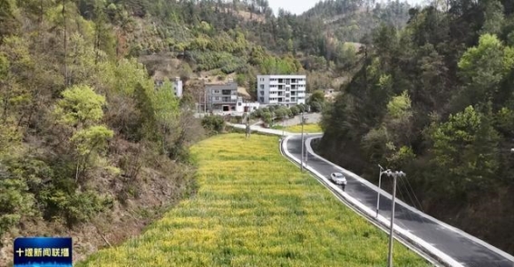 十堰油菜花经济新玩法：乡村振兴与春日经济的完美融合