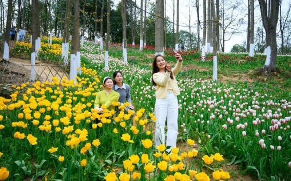 龙里春光定格：郁金香花海迎来盛放时节