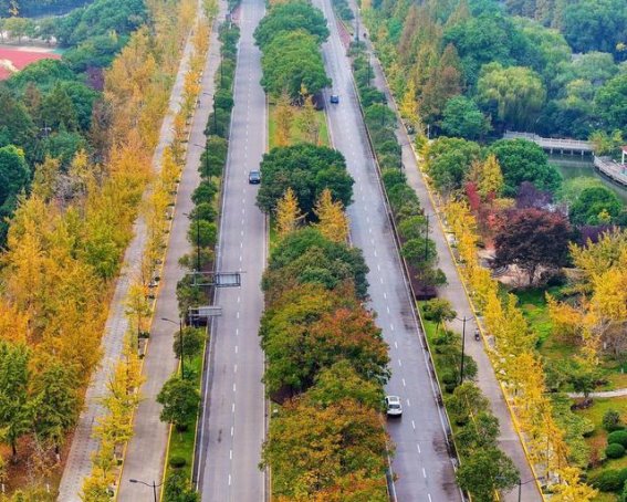 长兴秋日如画，龙山大道银杏道的美丽蜕变