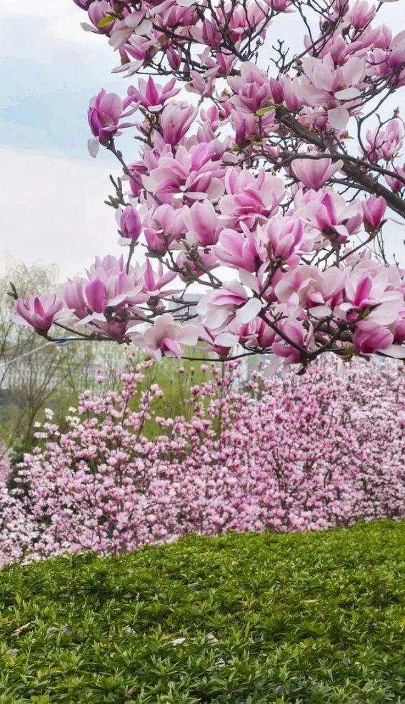 咸宁玉兰花开，春天的芬芳盛宴