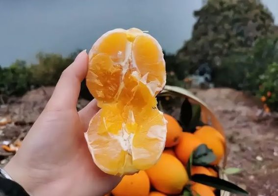 哪些食物可能让尿酸升高？看看这几种食物