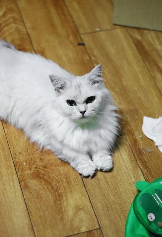 揭秘猫咪的神秘世界：为何它们不喜欢被人触碰爪子？