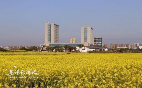 宁波外漕村的油菜花海：在变化中找到新的美丽