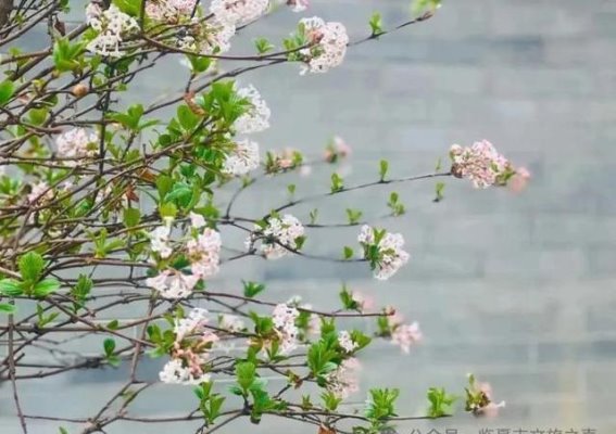 春风十里，临夏邀你共赴花事