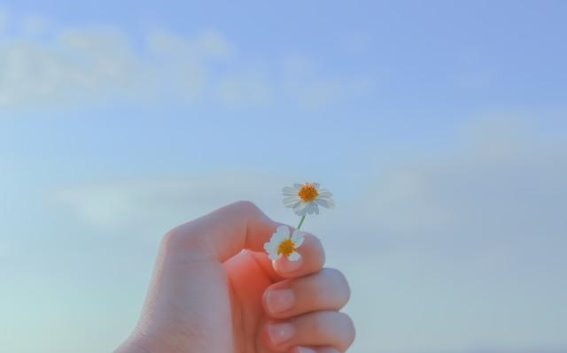 樱花树下的心灵驿站