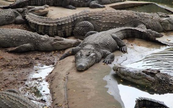 一个与鳄鱼为伍的男人如何将鳄鱼湖变成泰国的动物天堂