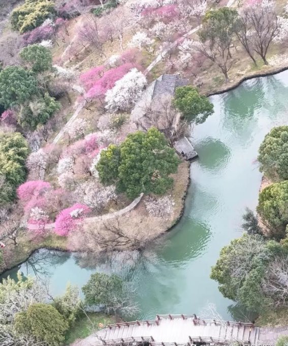 西溪湿地赏梅全攻略：在江南烟雨中与梅花共舞