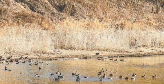 北京温榆河公园：在荒野中重塑生态的城市智慧