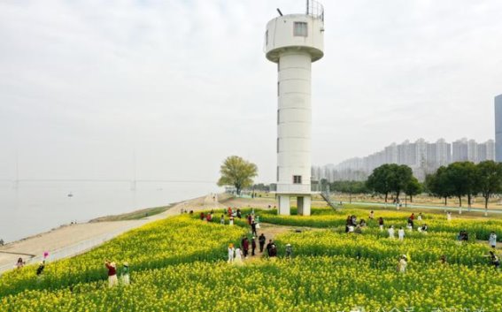 春光乍泄，江滩油菜花海邀你共赏