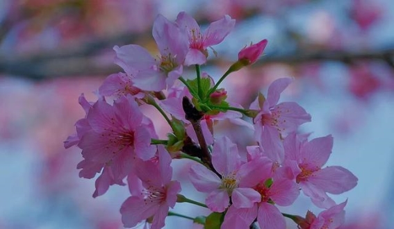 禅城樱花小园，春天的诗意所在