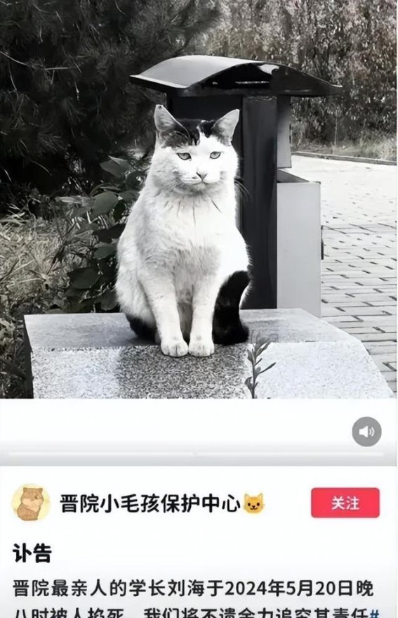 反思人与动物关系：从“刘海事件”看校园生命教育的重要性