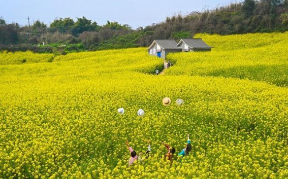 徜徉金色花海，感受春日的温暖与宁静