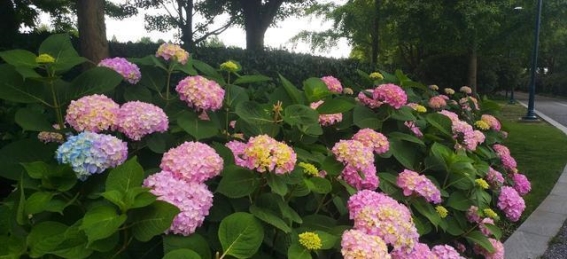 探访浦东迪士尼星愿公园：奇幻桥、玫瑰花园与烟花秀的绝美体验