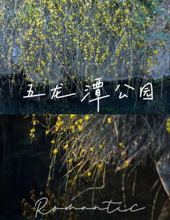 济南的春日花海，你打卡了吗？