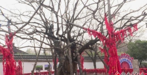 古树名木保护条例实施，我市1651株“活化石”迎来新生