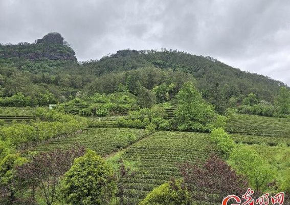 谷雨时节：武夷岩茶的岩骨花香如何炼成