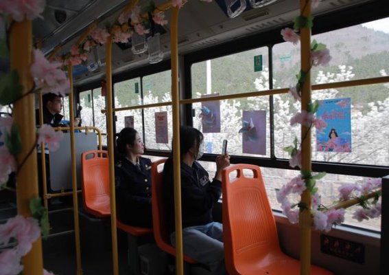 春光满溢！搭乘921路公交，畅游樱桃花海