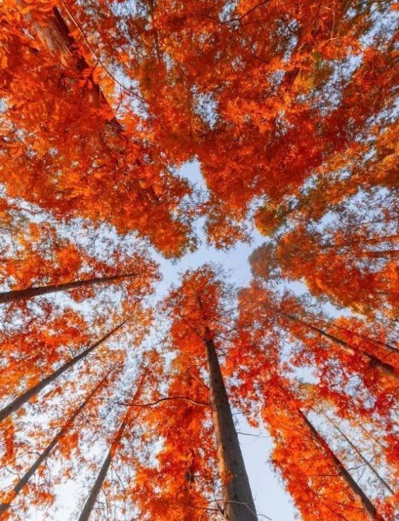 江浙沪秋日秘境：盐城黄海森林公园的水杉之美