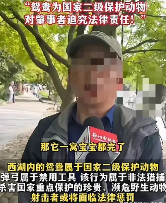气人！用弹弓打西湖鸳鸯的男子，竟然追了三个城市才抓到！