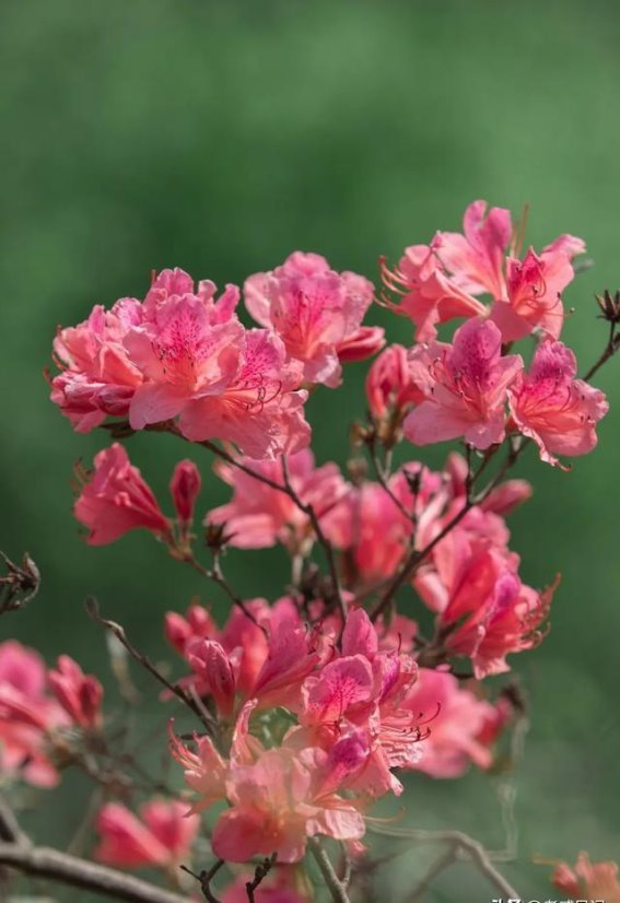 芳菲四月，安陆孛畈杜鹃花海的春日诗篇
