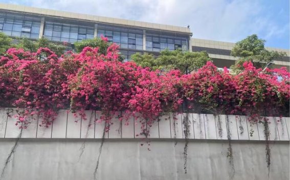 广州东风路三角梅天桥：花海中的浪漫时刻