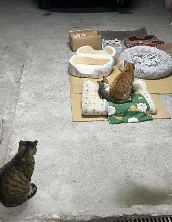 守护与陪伴：猫咪给我带来的生活意义