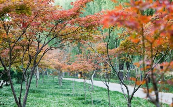 初冬柘城：在四季交替中寻找自然的诗意