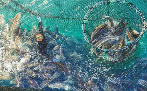 探索海南海洋牧场的蓝色粮仓